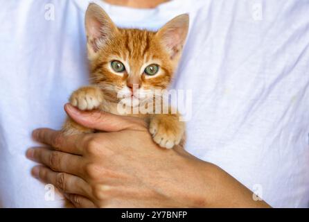 piccolo gattino a righe rosse nelle mani di una donna. Un gatto felice ama essere pettinato. Il piccolo gattino curioso ti guarda Foto Stock