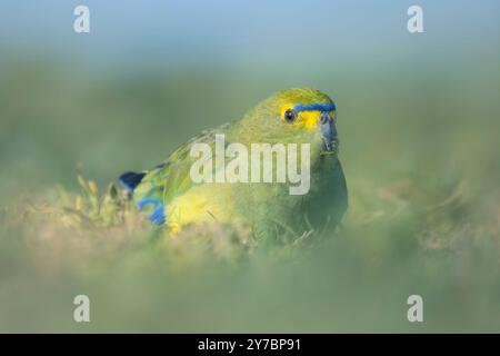 Un pappagallo selvatico alato blu (Neophema chrysostoma) che si nutre nell'erba, Australia Foto Stock