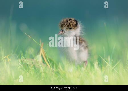 Ritratto ravvicinato di un pulcino mascherato selvaggio (Vanellus Miles) in erba alta con sole caldo e piume soffici, Australia Foto Stock