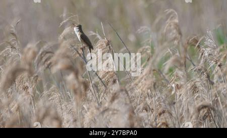 Piccolo uccello cantante appollaiato in canne in primavera. La grande parula di canne (Acrocephalus arundinaceus). Lago Dratow. Distretto dei laghi Leczynsko-Wlodawskie Foto Stock