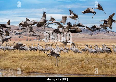 Un gruppo di gru che volano e altri gruppi a terra, Gallocanta, Aragona, Spagna Foto Stock