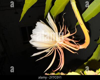 Epiphyllum oxypetalum, il cactus a pipa dell'olandese, principessa della notte o regina della notte Foto Stock