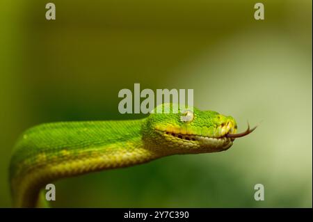 Dettaglio di pitone verde che fuoriesce dalla lingua su sfondo sfocato verde chiaro Foto Stock