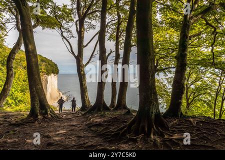 Due escursionisti si ergono come silhouette tra diversi tronchi di faggi, guardando le scogliere di gesso del Parco Nazionale di Jasmund sull'isola di Rügen. La luce di fondo del sole basso nasconde ogni dettaglio dei loro vestiti. Radici esposte coprono il terreno boschivo intorno a loro. Matrimonio, Sassnitz, Meclemburgo-Pomerania Anteriore, Germania. Foto Stock