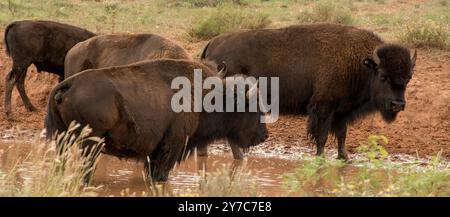 Herd of Bison al Caprock Canyons State Park & Trailway, Texas Foto Stock