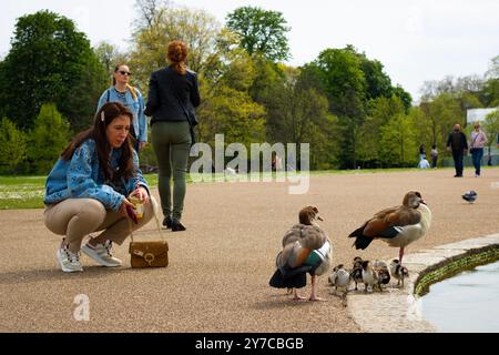 Londra, Inghilterra, aprile 30 2023: Donna che guarda le anatre e la sua prole a Kensington Gardens Foto Stock