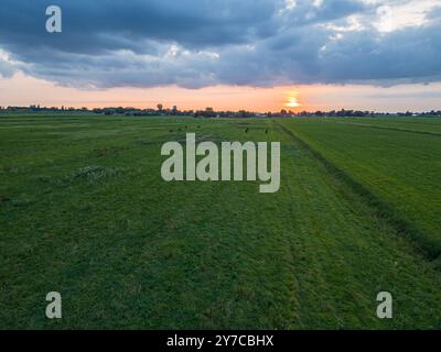Vista ad alto angolo del paesaggio olandese con cavalli nel campo verde durante il tramonto Foto Stock