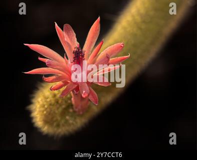 Primo piano del fiore rosso del Cactus Golden Rat Tail al mattino. Il cactus è originario della Bolivia, ma è spesso usato come pianta sospesa. Può crescere Foto Stock