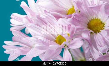 Primo piano di margherite rosa con centri gialli su un vivace sfondo color ottanio. Foto Stock