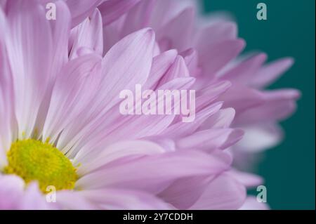 Primo piano dei delicati petali rosa di un crisantemo rosa. Foto Stock