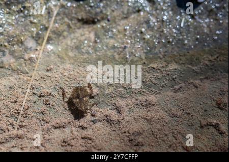 Insetto gigante (Abedus herberti) Foto Stock