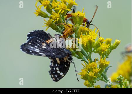 Goldenrod Crab Spider con farfalla patch bordata Foto Stock