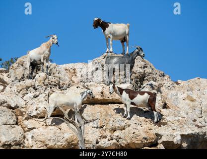 Capre domestiche (Capra hircus) in un allevamento di capre, vicino a Neo Chorio, Cipro Foto Stock