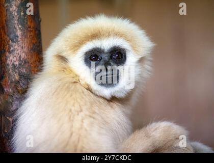 Un giovane Lar Gibbon (Hylobates lar) un abitante della foresta pluviale minacciato dalla bonifica della foresta Foto Stock