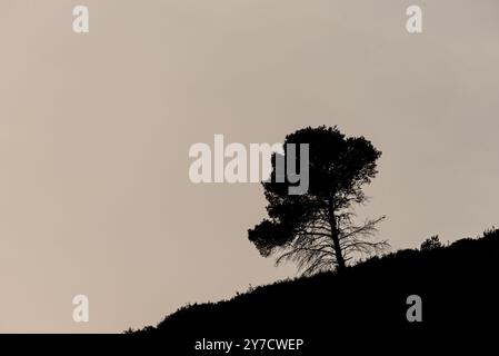 Solitudine alpina: Pino sagomato in mezzo a uno skyline sovraesposto. Catturato in cima a una montagna, un pino solitario si erge di sagoma contro la S sovraesposta Foto Stock