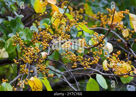 Dolce amaro orientale (Celastrus orbiculatus) è comunemente chiamato dolce amaro orientale , così come dolce amaro cinese , asiatico , a foglia tonda e asiatico Foto Stock