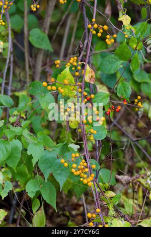 Dolce amaro orientale (Celastrus orbiculatus) è comunemente chiamato dolce amaro orientale , così come dolce amaro cinese , asiatico , a foglia tonda e asiatico Foto Stock