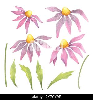 Quattro fiori di echinacea di acquerello rosa e foglie corrispondenti. Set di clipart di coneflower per integratori a base di erbe, imballaggi, inviti ispirati alla natura, arte botanica da parete o merchandising Foto Stock