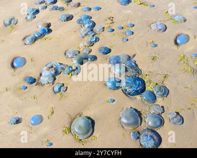 Vista dall'alto delle meduse azzurre bagnate su una spiaggia in una tempesta, Fanoe, Jutland, Danimarca Foto Stock