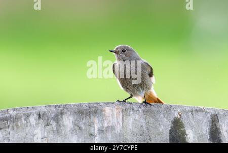 Phoenicurus ochruros, alias Black Redstart femmina arroccata sul giardino. Uccello comune nella repubblica Ceca. Isolato su sfondo sfocato verde. Piumaggio bagnato Foto Stock