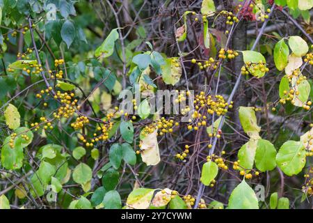 Dolce amaro orientale (Celastrus orbiculatus) è comunemente chiamato dolce amaro orientale , così come dolce amaro cinese , asiatico , a foglia tonda e asiatico Foto Stock