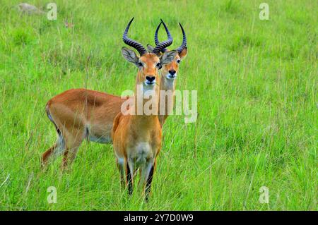 Uganda Kobs nel Queen Elizabeth National Park Uganda Foto Stock