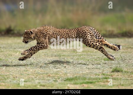 Ghepardo (Acinonyx jubatus), subadulto, giovane sedicenne, caccia, corsa, corsa, Capo Occidentale, Sud Africa, Africa Foto Stock