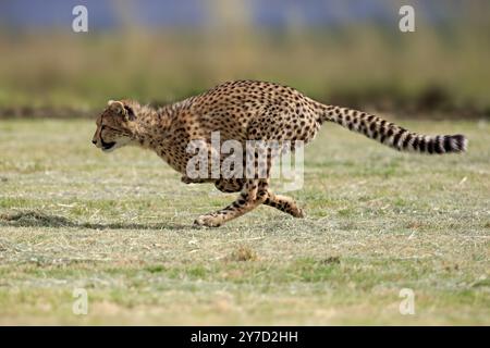 Ghepardo (Acinonyx jubatus), subadulto, giovane sedicenne, caccia, corsa, corsa, Capo Occidentale, Sud Africa, Africa Foto Stock