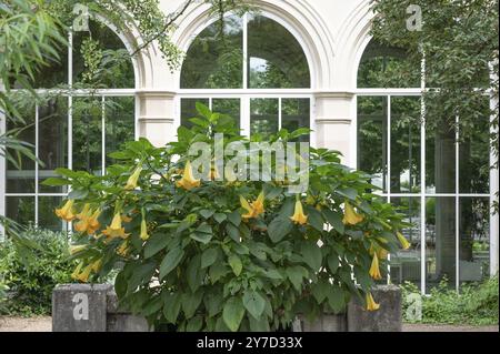 Fioritura della tromba d'angelo (Brugmansia suaveolens) bassa Franconia, Baviera, Germania, Europa Foto Stock