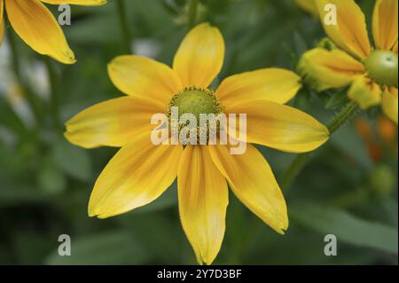 Rudbeckia laciniata (Rudbeckia laciniata), Baviera, Germania, Europa Foto Stock