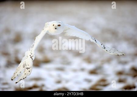 Gufo delle nevi, gufo delle nevi (Nyctea scandiaca), volo per adulti in inverno, neve, Zdarske Vrchy, altopiani boemi-moravi, Repubblica ceca, Europa Foto Stock