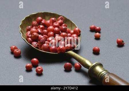 Peperoncino rosa, peperoncino rosso in cucchiaio, frutti di bosco Foto Stock