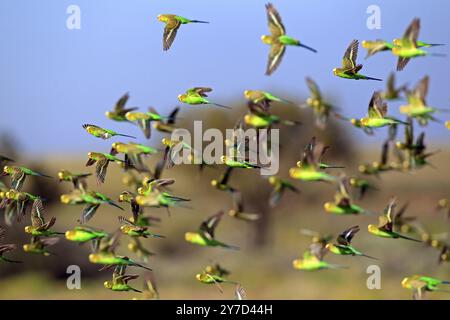 Budgerigar (Melopsittacus undulatus), Tibooburra, Sturt National Park, nuovo Galles del Sud, Australia, Flock, volo, Oceania Foto Stock