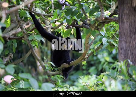 gibbone dalle guance gialle meridionali (Nomascus gabriellae), adulto, maschio, seduto su un albero Foto Stock
