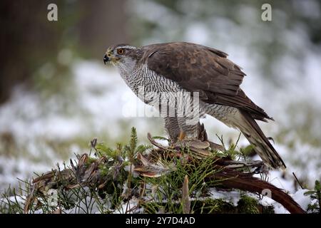 Goshawk (Accipiter gentilis), adulto in inverno, nella neve, sulla preda, Zdarske Vrchy, altopiani boemi-moravi, Repubblica Ceca, Europa Foto Stock