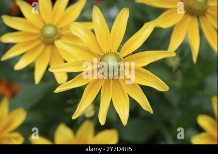 Rudbeckia laciniata (Rudbeckia laciniata), Baviera, Germania, Europa Foto Stock