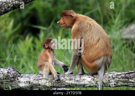 Scimmia Proboscis (Nasalis larvatus), adulto, femmina, giovanile, madre, Tree, Labuk Bay, Sabah, Borneo, Malesia, Asia Foto Stock