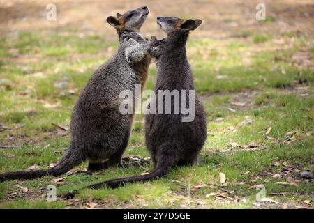 Wallaby palude (Wallabia bicolor), coppia, comportamento sociale, Mount Lofty, Australia meridionale, Australia, Oceania Foto Stock