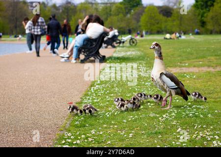 Londra, Inghilterra, aprile 30 2023: Uccelli ai Kensington Gardens, oca egiziana e anatre sull'erba con gente alle spalle Foto Stock