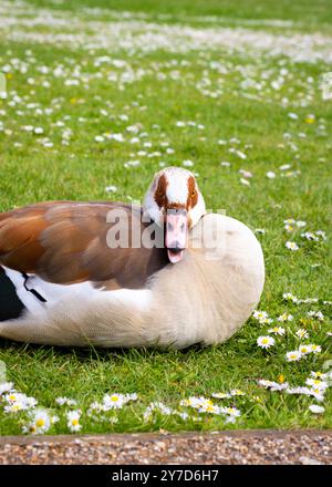 Londra, Inghilterra, aprile 30 2023: Uccelli a Kensington Gardens, Goose egiziane da vicino che si rilassano nell'erba Foto Stock