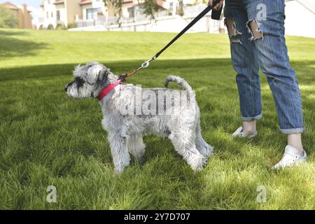 Il proprietario del cane cammina il suo bello cane Schnauzer nel parco. Chiudi vista Foto Stock