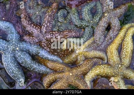 Primo piano di stelle marine colorate (Echinodermata spec.) In diversi colori e motivi, avvicinati su una roccia, Hoonah, Alaska, USA, Nord America Foto Stock