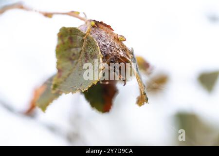 Ragno a croce a quattro macchie (Araneus quadratus), in un nascondiglio vicino alla sua rete, Schleswig-Holstein, Germania, Europa Foto Stock