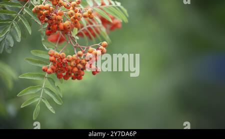 Un mazzo di lamponi su un albero con fondo verde sfocato Foto Stock