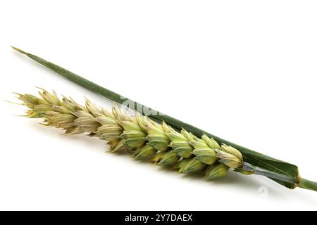 Spikelet di grano isolato su sfondo bianco primo piano. Mezzo orecchio maturo di grano Foto Stock