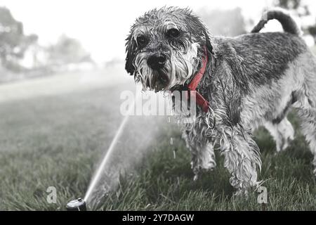 Wet happy pet schnauzer cane cucciolo giocando con acqua potabile, dagli sprinkler in un giorno caldo Foto Stock