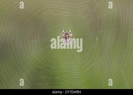 Ragno a croce a quattro macchie (Araneus quadratus), al centro della rete, bassa Sassonia, Germania, Europa Foto Stock