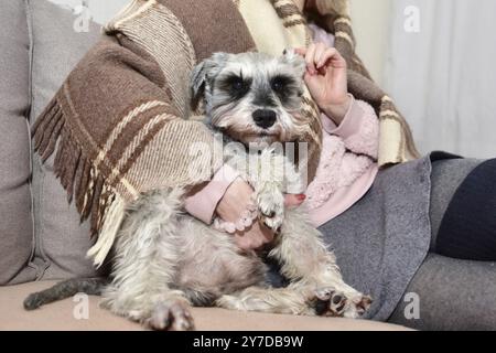 Il cane grigio schnauzer si siede su un divano e guarda la sua amata amante, le mani femminili infastidono un cane felice Foto Stock