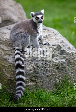 Lemure dalla coda ad anello, Lemur catta, dal Madagascar Foto Stock