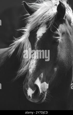 Un ritratto ravvicinato di un cavallo con la sua criniera che vola al vento, bianco e nero, monocromatico, opaco, dark mood Foto Stock